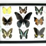 Wunderschöne Schmetterlingssammlung im Bilderrahmen mit 9 echten Schmetterlingen - A-09-mormon-01