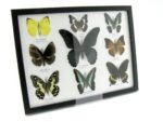 Wunderschöne Schmetterlingssammlung im Bilderrahmen mit 9 echten Schmetterlingen - A-09-mormon-01 – Bild 2