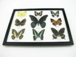 Wunderschöne Schmetterlingssammlung im Bilderrahmen mit 9 echten Schmetterlingen - A-09-mormon-01 – Bild 6