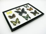 Wunderschöne Schmetterlingssammlung im Bilderrahmen mit 9 echten Schmetterlingen - A-09-mormon-01 – Bild 8