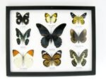 Wunderschöne Schmetterlingssammlung im Bilderrahmen mit 9 echten Schmetterlingen - A-09-mormon-02 – Bild 12
