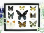 Wunderschöne Schmetterlingssammlung im Bilderrahmen mit 9 echten Schmetterlingen - A-09-mormon-02