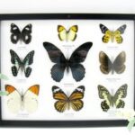 Wunderschöne Schmetterlingssammlung im Bilderrahmen mit 9 echten Schmetterlingen - A-09-mormon-02