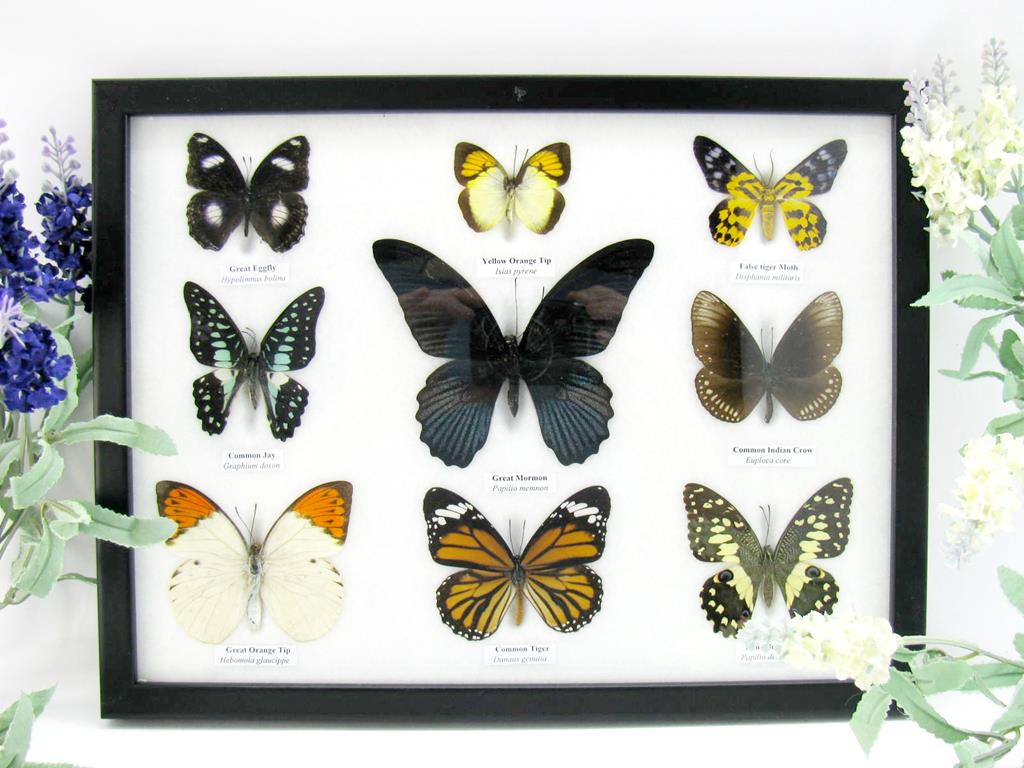 9 echte tote präparierte Schmetterlinge als Sammlung A-mormon-02-b