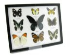 Wunderschöne Schmetterlingssammlung im Bilderrahmen mit 9 echten Schmetterlingen - A-09-mormon-02 – Bild 2