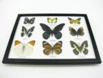 Wunderschöne Schmetterlingssammlung im Bilderrahmen mit 9 echten Schmetterlingen - A-09-mormon-02 – Bild 6