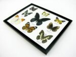 Wunderschöne Schmetterlingssammlung im Bilderrahmen mit 9 echten Schmetterlingen - A-09-mormon-02 – Bild 7