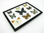 Wunderschöne Schmetterlingssammlung im Bilderrahmen mit 9 echten Schmetterlingen - A-09-mormon-02 – Bild 8