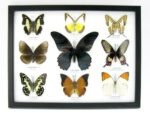 Wunderschöne Schmetterlingssammlung im Bilderrahmen mit 9 echten Schmetterlingen - A-09-mormon-03 – Bild 12