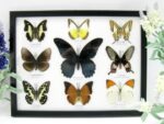 Wunderschöne Schmetterlingssammlung im Bilderrahmen mit 9 echten Schmetterlingen - A-09-mormon-03