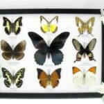 Wunderschöne Schmetterlingssammlung im Bilderrahmen mit 9 echten Schmetterlingen - A-09-mormon-03
