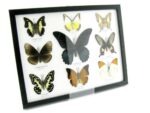 Wunderschöne Schmetterlingssammlung im Bilderrahmen mit 9 echten Schmetterlingen - A-09-mormon-03 – Bild 2