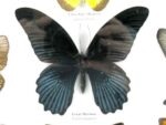 Wunderschöne Schmetterlingssammlung im Bilderrahmen mit 9 echten Schmetterlingen - A-09-mormon-03 – Bild 5