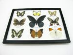 Wunderschöne Schmetterlingssammlung im Bilderrahmen mit 9 echten Schmetterlingen - A-09-mormon-03 – Bild 6