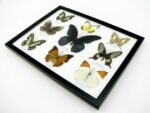 Wunderschöne Schmetterlingssammlung im Bilderrahmen mit 9 echten Schmetterlingen - A-09-mormon-03 – Bild 7
