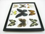 Wunderschöne Schmetterlingssammlung im Bilderrahmen mit 9 echten Schmetterlingen - A-09-mormon-03 – Bild 9