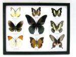 Wunderschöne Schmetterlingssammlung im Bilderrahmen mit 9 echten Schmetterlingen - A-09-mormon-04 – Bild 11