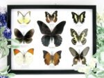 Wunderschöne Schmetterlingssammlung im Bilderrahmen mit 9 echten Schmetterlingen - A-09-mormon-04