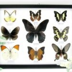 Wunderschöne Schmetterlingssammlung im Bilderrahmen mit 9 echten Schmetterlingen - A-09-mormon-04