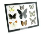 Wunderschöne Schmetterlingssammlung im Bilderrahmen mit 9 echten Schmetterlingen - A-09-mormon-04 – Bild 2