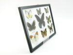Wunderschöne Schmetterlingssammlung im Bilderrahmen mit 9 echten Schmetterlingen - A-09-mormon-04 – Bild 3