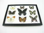 Wunderschöne Schmetterlingssammlung im Bilderrahmen mit 9 echten Schmetterlingen - A-09-mormon-04 – Bild 6