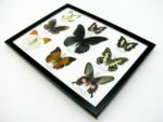 Wunderschöne Schmetterlingssammlung im Bilderrahmen mit 9 echten Schmetterlingen - A-09-mormon-04 – Bild 7