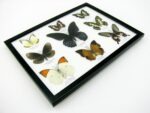 Wunderschöne Schmetterlingssammlung im Bilderrahmen mit 9 echten Schmetterlingen - A-09-mormon-04 – Bild 8