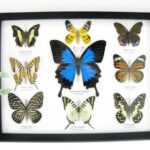 Wunderschöne Schmetterlingssammlung im Bilderrahmen mit 9 echten Schmetterlingen - A-09-ulysses-01