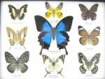 Wunderschöne Schmetterlingssammlung im Bilderrahmen mit 9 echten Schmetterlingen - A-09-ulysses-01 – Bild 4