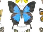 Wunderschöne Schmetterlingssammlung im Bilderrahmen mit 9 echten Schmetterlingen - A-09-ulysses-01 – Bild 5