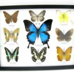 Wunderschöne Schmetterlingssammlung im Bilderrahmen mit 9 echten Schmetterlingen - A-09-ulysses-02