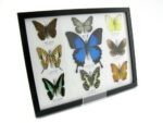 Wunderschöne Schmetterlingssammlung im Bilderrahmen mit 9 echten Schmetterlingen - A-09-ulysses-02 – Bild 9