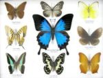 Wunderschöne Schmetterlingssammlung im Bilderrahmen mit 9 echten Schmetterlingen - A-09-ulysses-02 – Bild 7