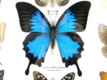 Wunderschöne Schmetterlingssammlung im Bilderrahmen mit 9 echten Schmetterlingen - A-09-ulysses-02 – Bild 6