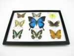 Wunderschöne Schmetterlingssammlung im Bilderrahmen mit 9 echten Schmetterlingen - A-09-ulysses-02 – Bild 5