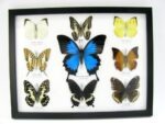 Wunderschöne Schmetterlingssammlung im Bilderrahmen mit 9 echten Schmetterlingen - A-09-ulysses-03 – Bild 12