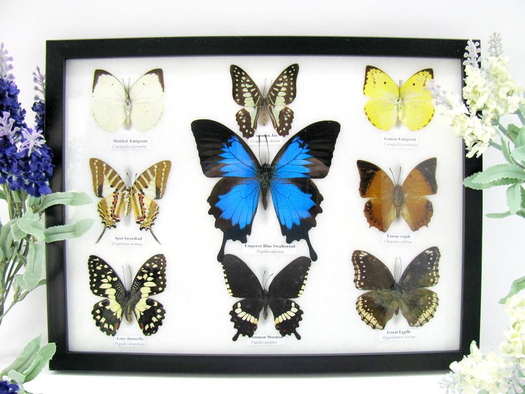 9 echte tote präparierte Schmetterlinge als Sammlung A-ulysses-03-b