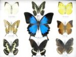 Wunderschöne Schmetterlingssammlung im Bilderrahmen mit 9 echten Schmetterlingen - A-09-ulysses-03 – Bild 4