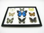 Wunderschöne Schmetterlingssammlung im Bilderrahmen mit 9 echten Schmetterlingen - A-09-ulysses-03 – Bild 6