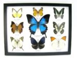 Wunderschöne Schmetterlingssammlung im Bilderrahmen mit 9 echten Schmetterlingen - A-09-ulysses-04 – Bild 12