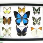 Wunderschöne Schmetterlingssammlung im Bilderrahmen mit 9 echten Schmetterlingen - A-09-ulysses-04