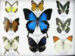 Wunderschöne Schmetterlingssammlung im Bilderrahmen mit 9 echten Schmetterlingen - A-09-ulysses-04 – Bild 4