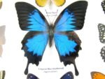 Wunderschöne Schmetterlingssammlung im Bilderrahmen mit 9 echten Schmetterlingen - A-09-ulysses-04 – Bild 5