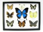 Wunderschöne Schmetterlingssammlung im Bilderrahmen mit 9 echten Schmetterlingen - A-09-ulysses-05 – Bild 12
