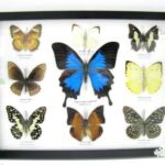 Wunderschöne Schmetterlingssammlung im Bilderrahmen mit 9 echten Schmetterlingen - A-09-ulysses-05