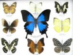 Wunderschöne Schmetterlingssammlung im Bilderrahmen mit 9 echten Schmetterlingen - A-09-ulysses-05 – Bild 4