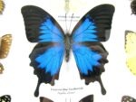 Wunderschöne Schmetterlingssammlung im Bilderrahmen mit 9 echten Schmetterlingen - A-09-ulysses-05 – Bild 5