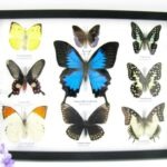 Wunderschöne Schmetterlingssammlung im Bilderrahmen mit 9 echten Schmetterlingen - A-09-ulysses-06