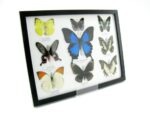 Wunderschöne Schmetterlingssammlung im Bilderrahmen mit 9 echten Schmetterlingen - A-09-ulysses-06 – Bild 2